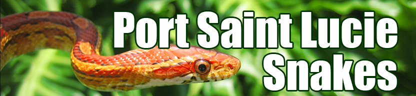 Port Saint Lucie snake